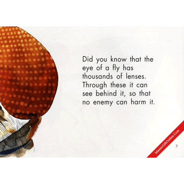 The Story of the Fly (Quran Stories for Little Believers)