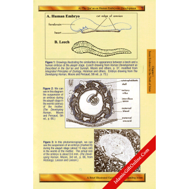 Brief Illustrated Guide to Understanding Islam